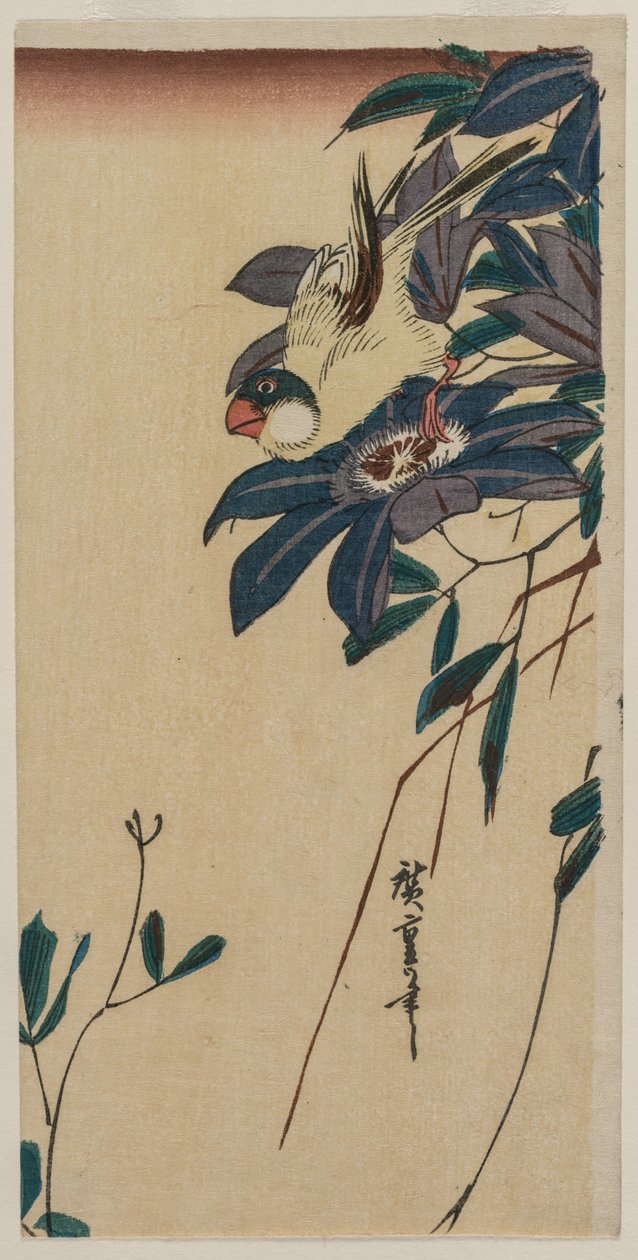 Grosbeak és Clematis alkotó: Utagawa Hiroshige