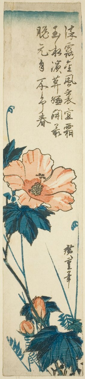 Hibiszkusz alkotó: Utagawa Hiroshige