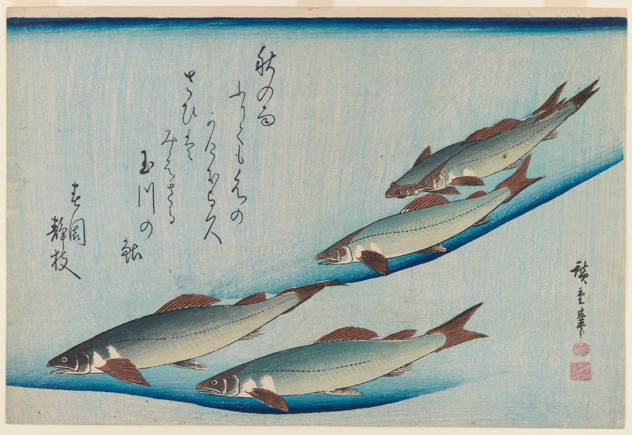 Ötüléses pisztráng iskola a Fish Series Fish-ből, 1835 körül (fatömb színes nyomat) alkotó: Utagawa Hiroshige