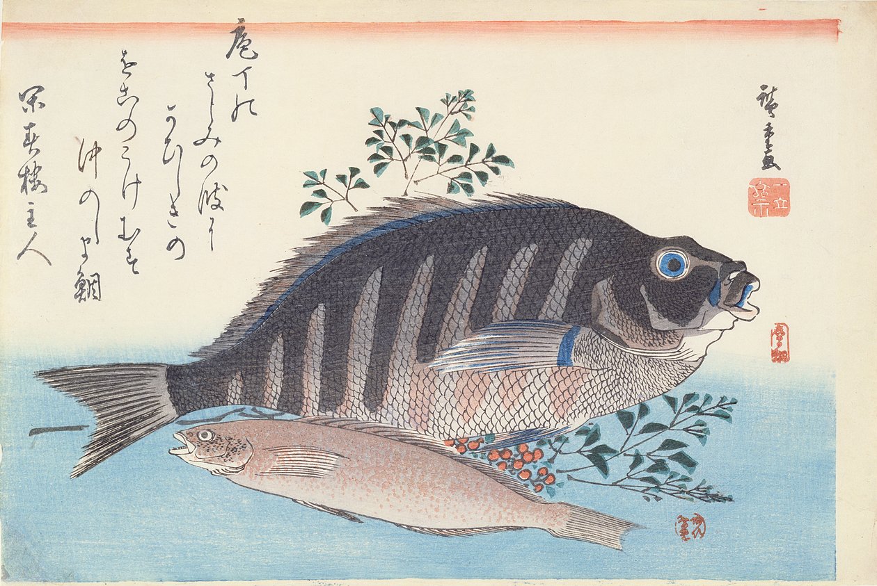 Shimadai és Ainame, a 