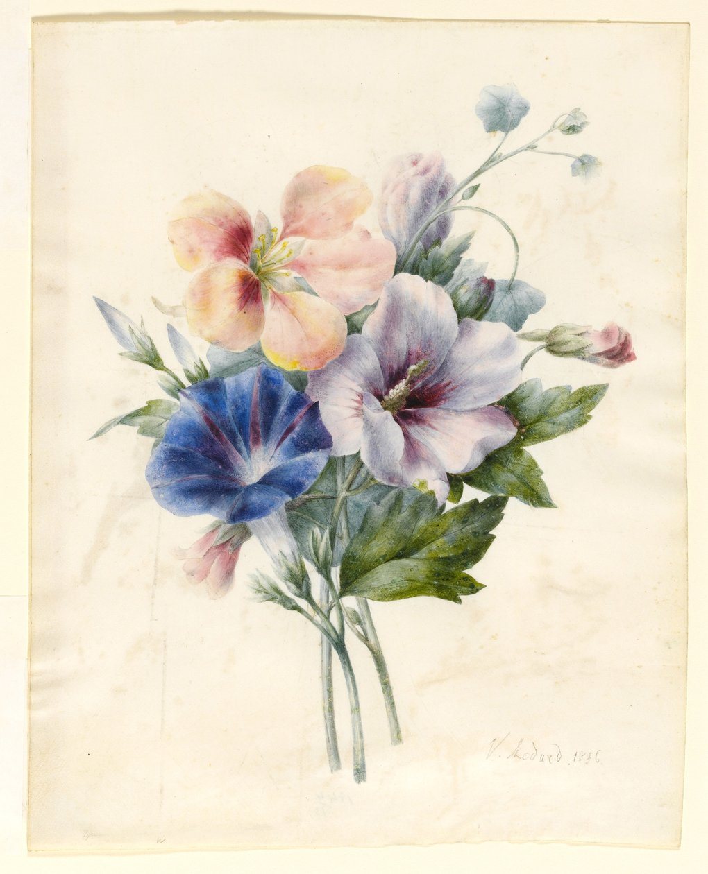 Virágok, beleértve a Blue Convolvulus-t, 1836 (wc és testszín pergamen) alkotó: V. Medard