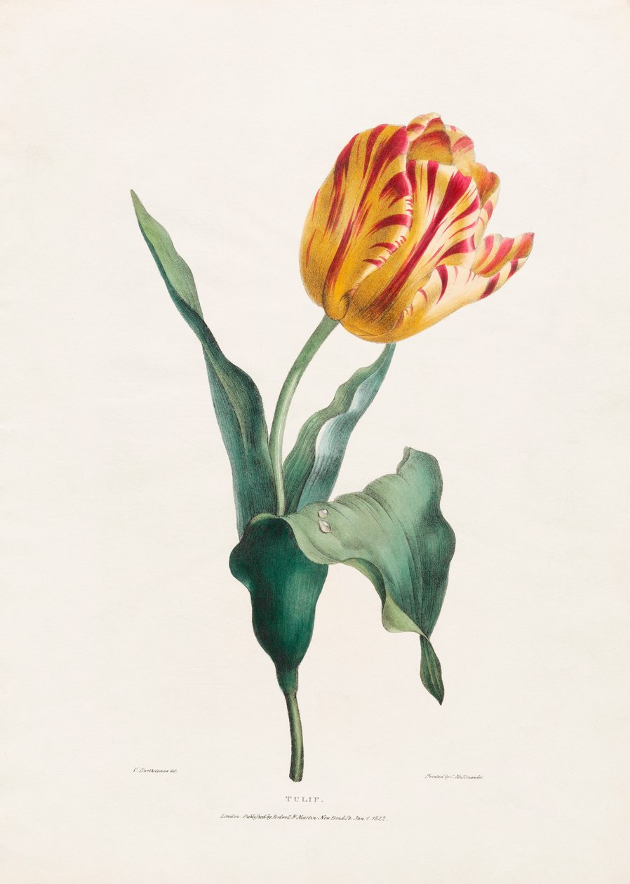 Valentine Bartholomew antik tulipánnyomata alkotó: Valentine Bartholomew