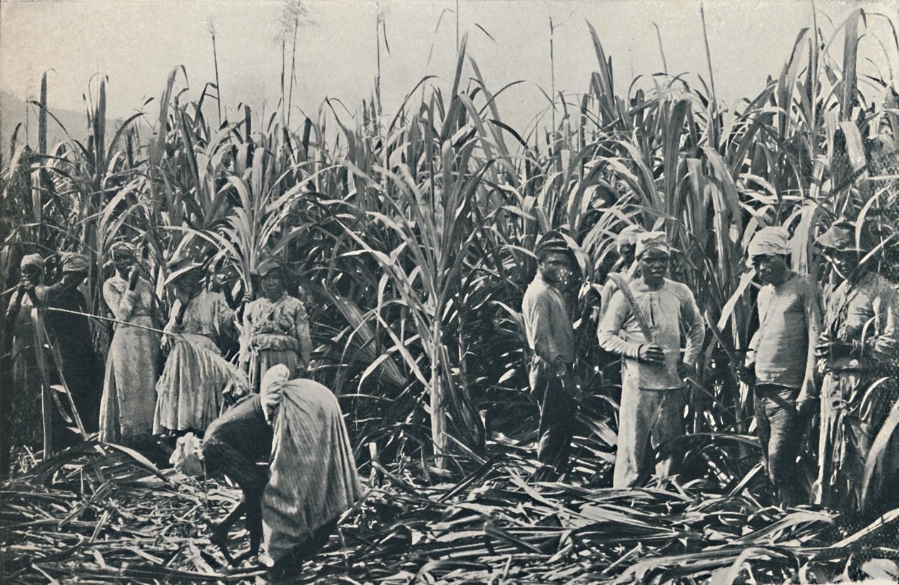 Cukornádültetvény, 1916 alkotó: Valentine and Sons Ltd