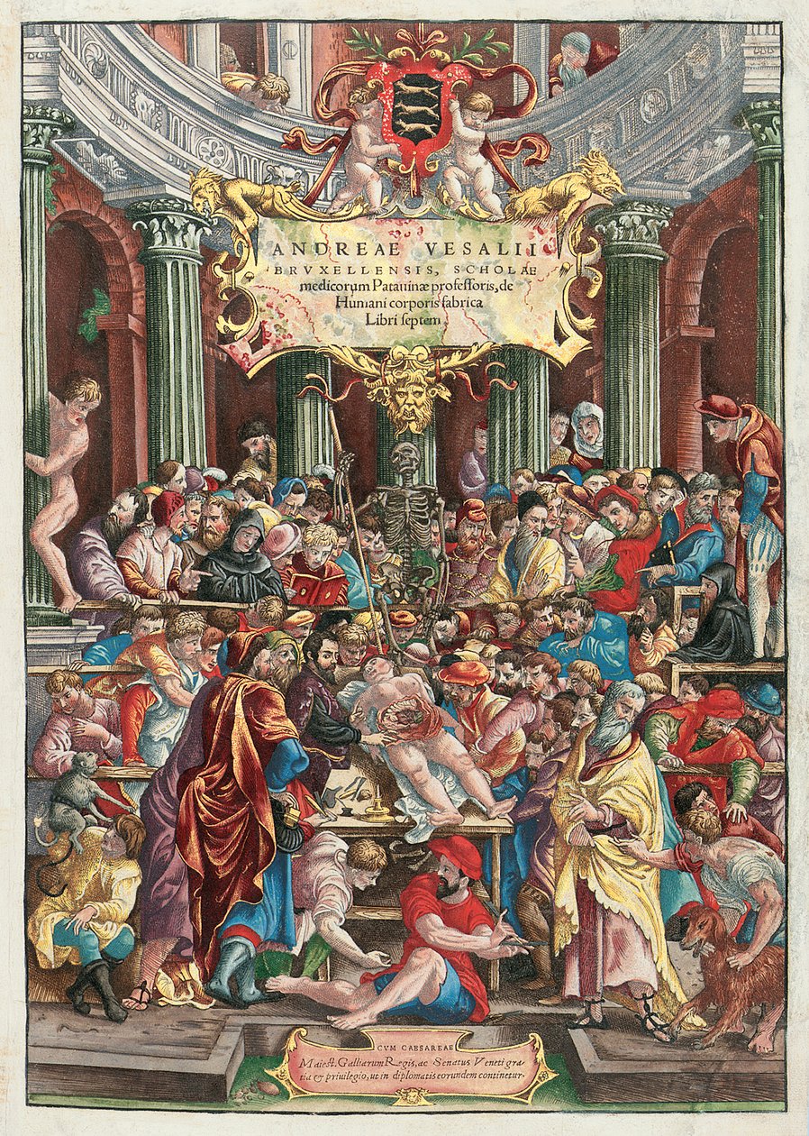Andreas Vesalius (1514-64) De Humani Corporis Fabrica Libri Septem előlapja, Johannes Oporinus, Bázel, 1543. június (színes fametszet) (lásd még: 233019) alkotó: Venetian School