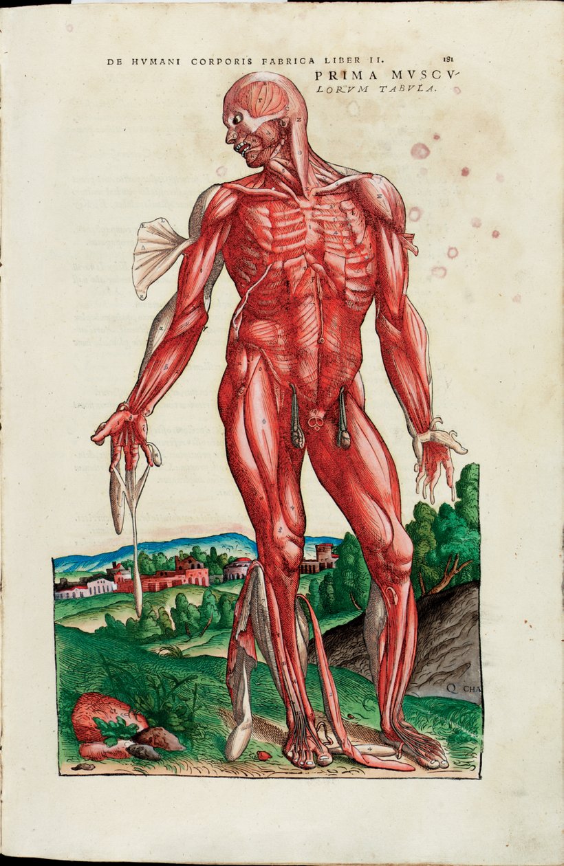 Az első izmok térképe, illusztrációja Andreas Starr "Az emberi test szövetéből" alkotó: Venetian School