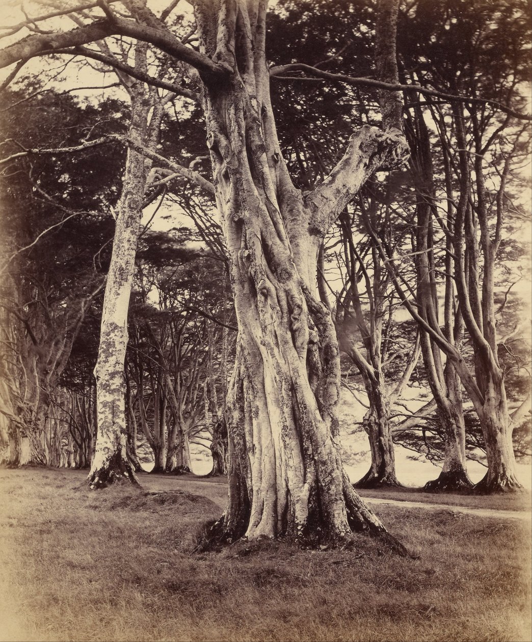 Bükkfák, Inveraray alkotó: Vernon Heath