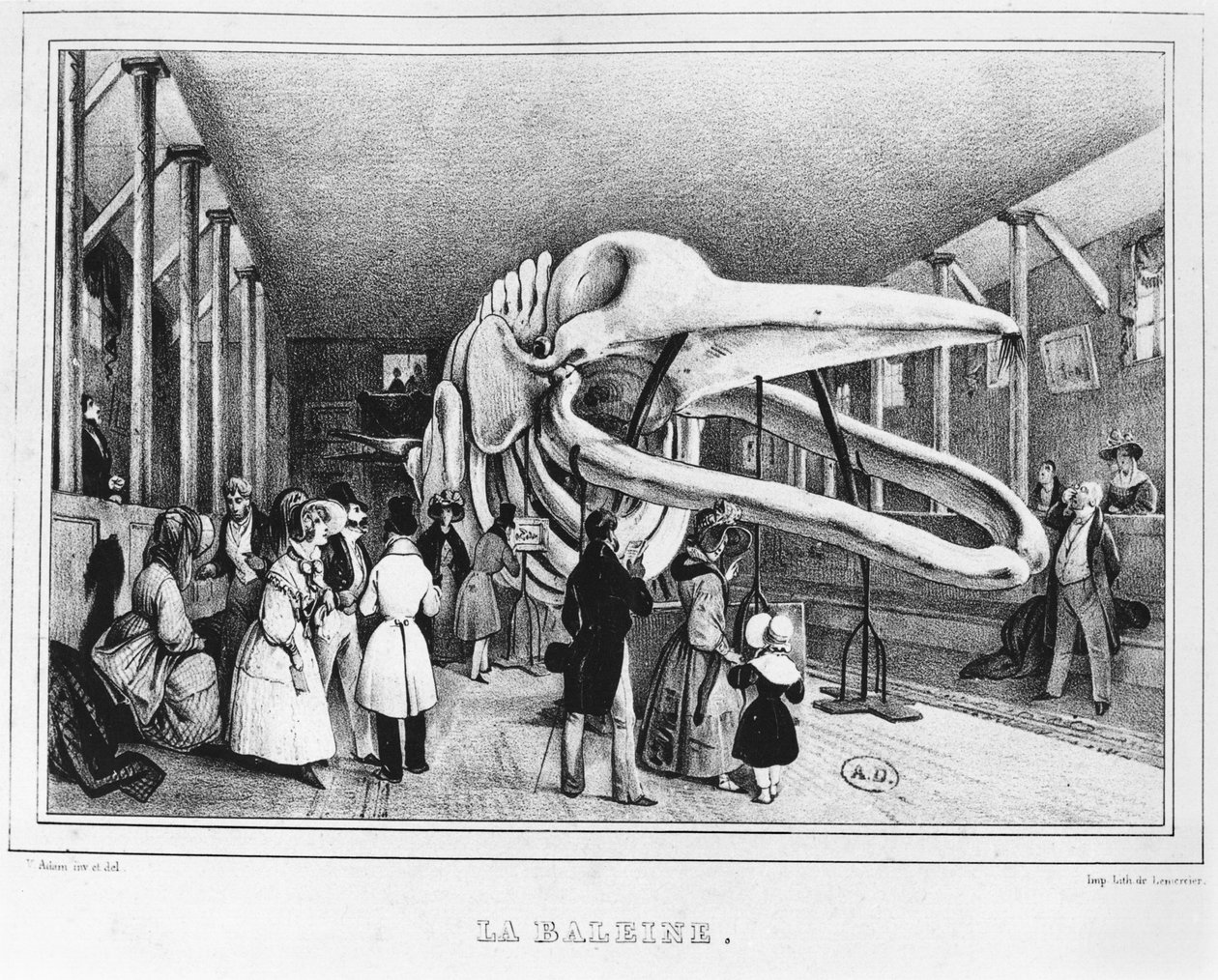 A bálna a párizsi Természettudományi Múzeumban, 1840 körül alkotó: Victor Adam