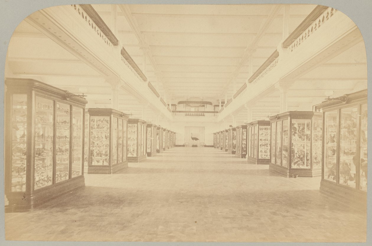 Pl. III. Fő történet: Madarak alkotó: Victor Prevost, Gaston L. Feuardent and Co., New York