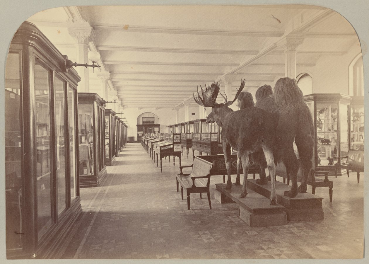Pl. II. Alsó történet: Emlősök alkotó: Victor Prevost, Gaston L. Feuardent and Co., New York