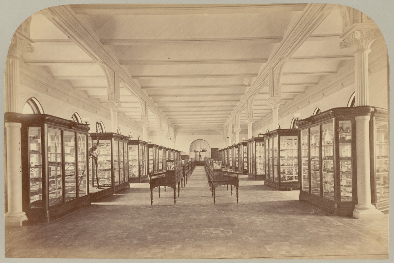 Pl. V. Felső történet: Kövületek alkotó: Victor Prevost, Gaston L. Feuardent and Co., New York