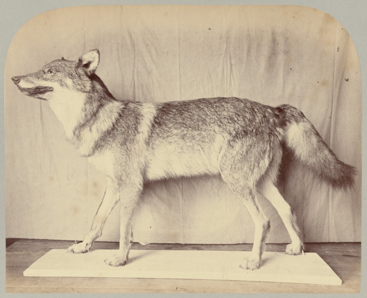 Pl. XII. Európai farkas alkotó: Victor Prevost, Gaston L. Feuardent and Co., New York