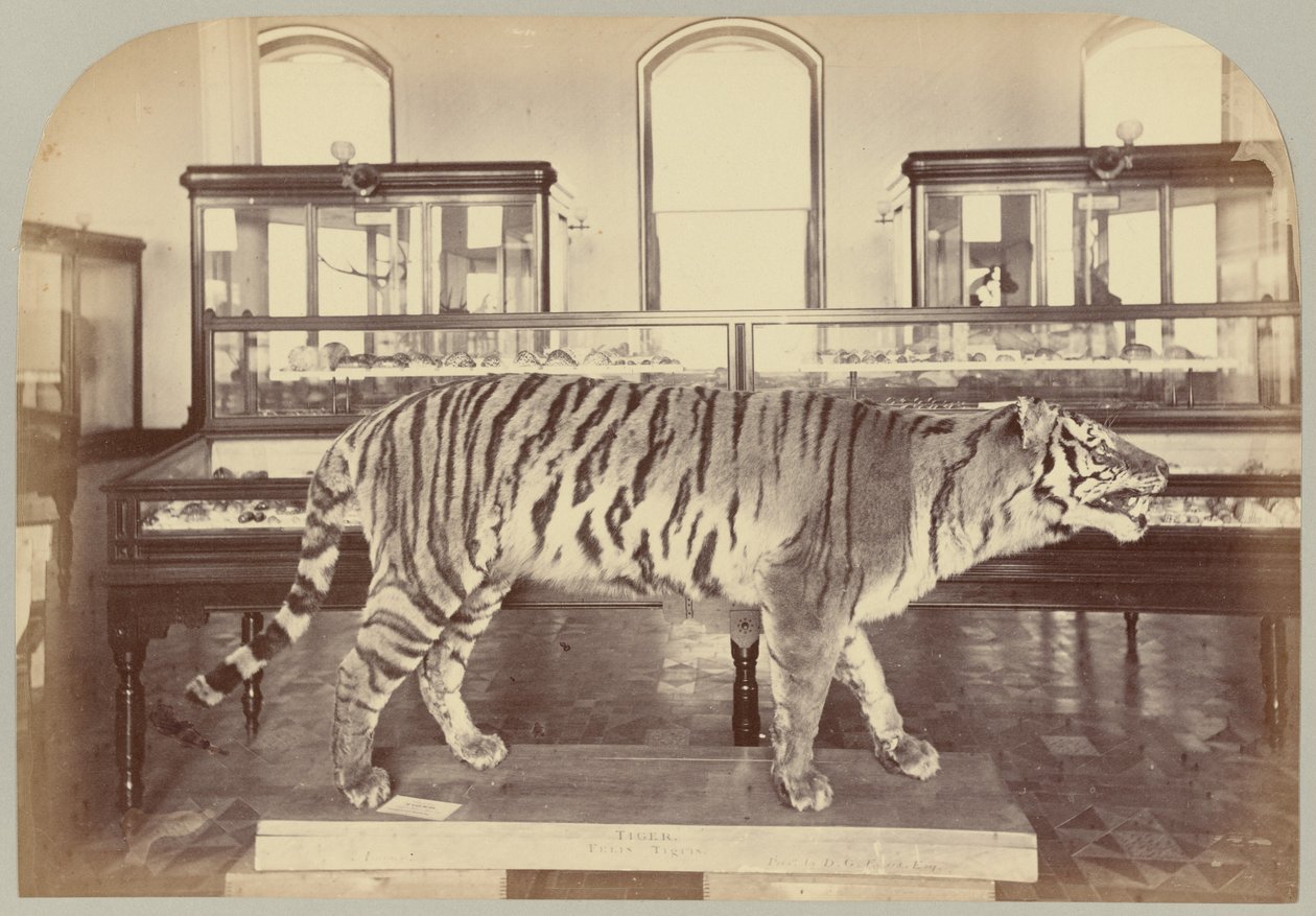 Pl. XI. Bengáli tigris alkotó: Victor Prevost, Gaston L. Feuardent and Co., New York