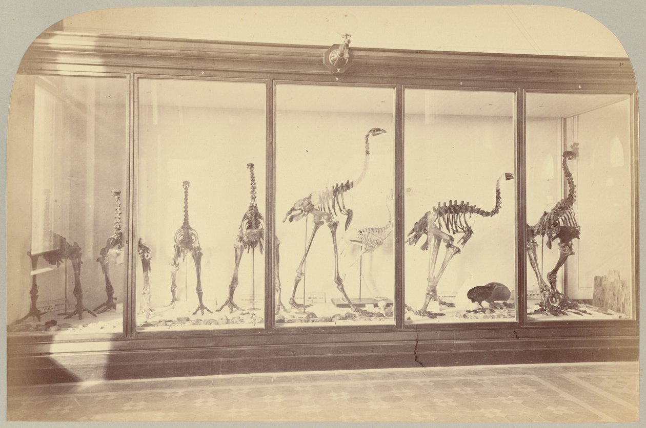 Pl. XV. Fosszilis madarak: Új-Zéland alkotó: Victor Prevost, Gaston L. Feuardent and Co., New York