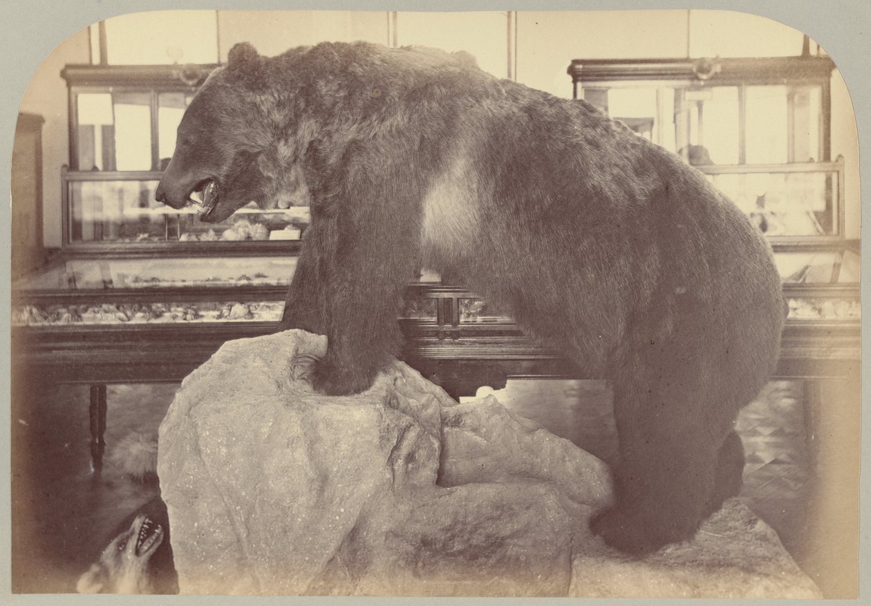Pl. X. Grizzly Bear alkotó: Victor Prevost, Gaston L. Feuardent and Co., New York