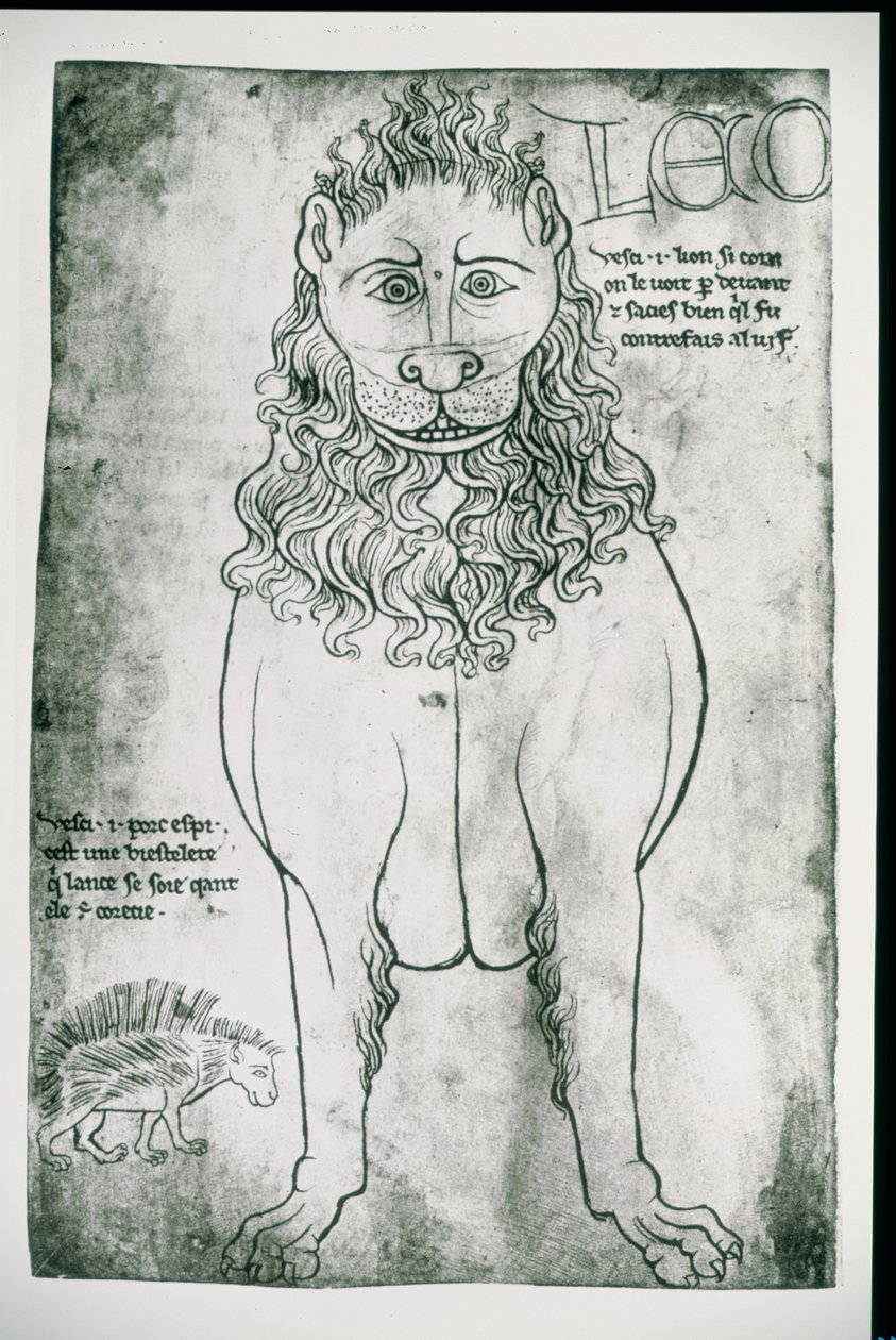 Ms Fr 19093 fol.24v Lion and Porcupine (fax) alkotó: Villard de Honnecourt