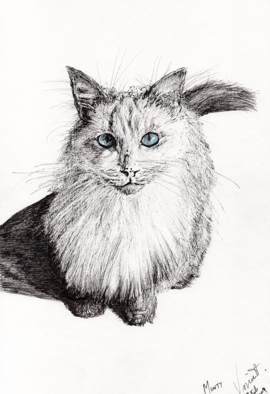 Monty, 2009, (tinta papíron) alkotó: Vincent Alexander Booth