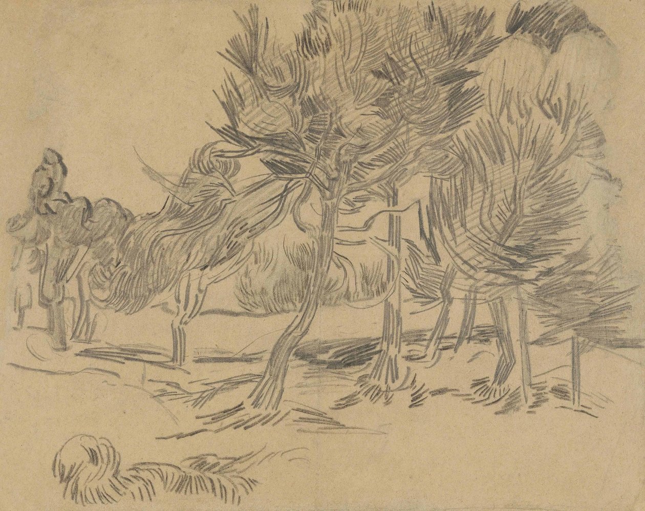 Fenyőfák csoportja alkotó: Vincent van Gogh