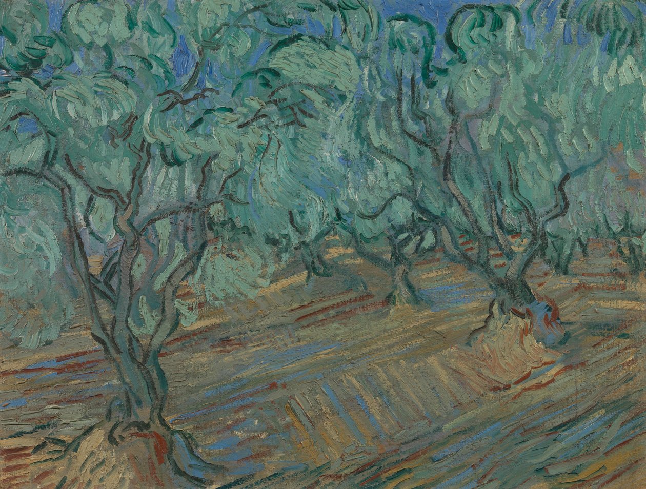 Olive Grove alkotó: Vincent van Gogh