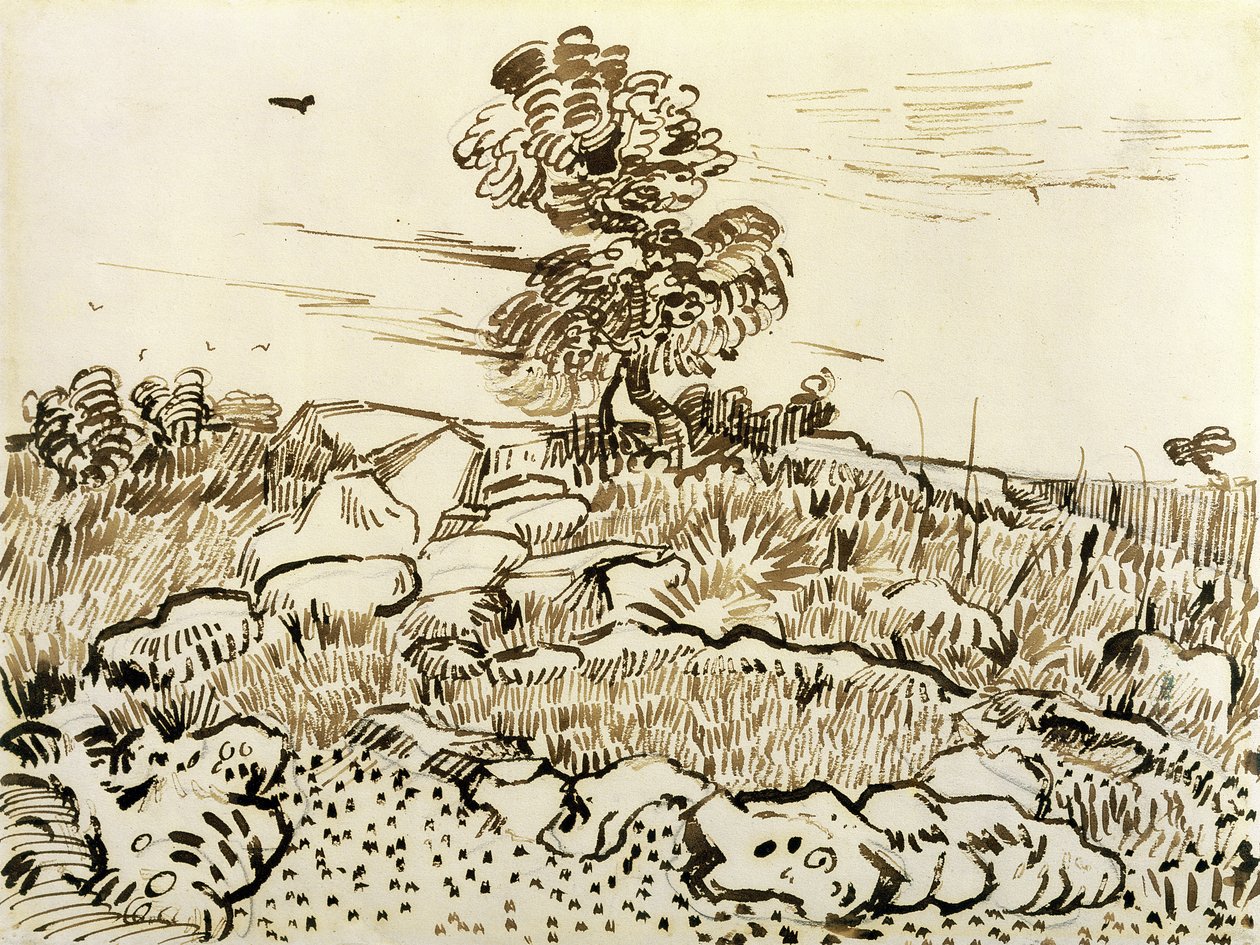 Rocky Ground Montmajourban, 1888-89 (toll, nád toll és tinta papíron) alkotó: Vincent van Gogh