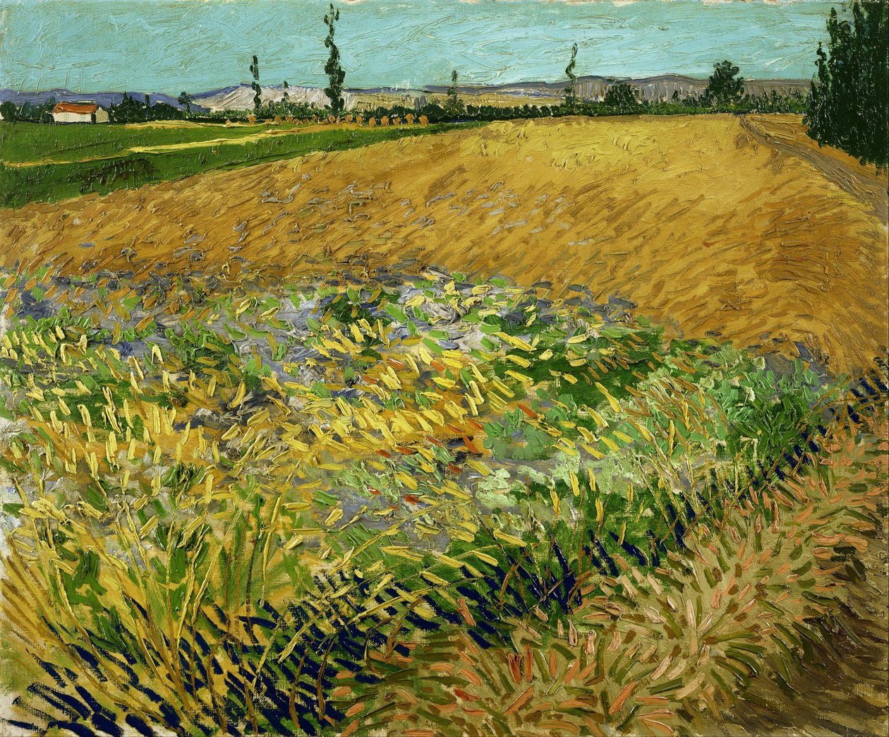 Búzamező alkotó: Vincent van Gogh