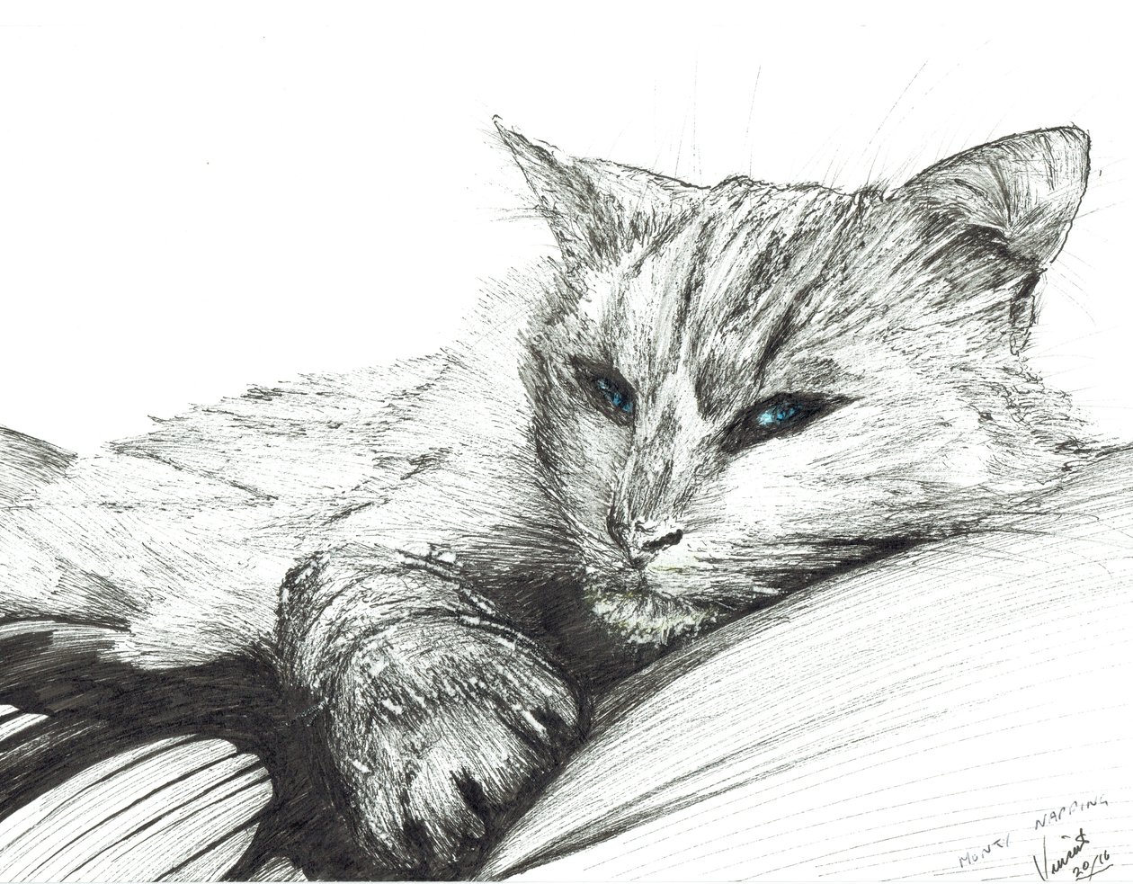 Monty, szunyókálás, 2016, (tinta papíron) alkotó: Vincent Alexander Booth