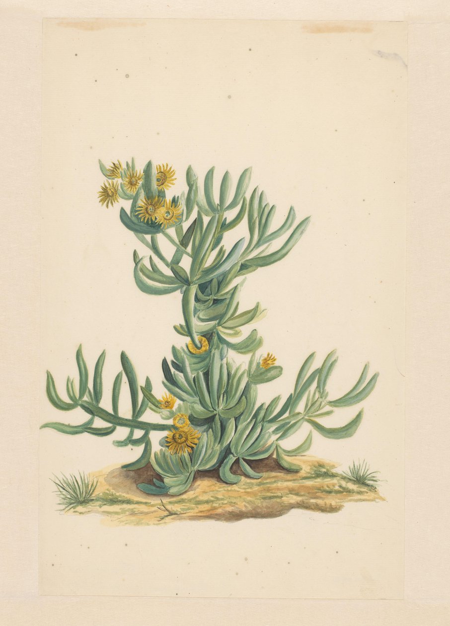 IJskruid (cím a tárgyon) alkotó: Vincent Jansz. van der Vinne (attributed to)