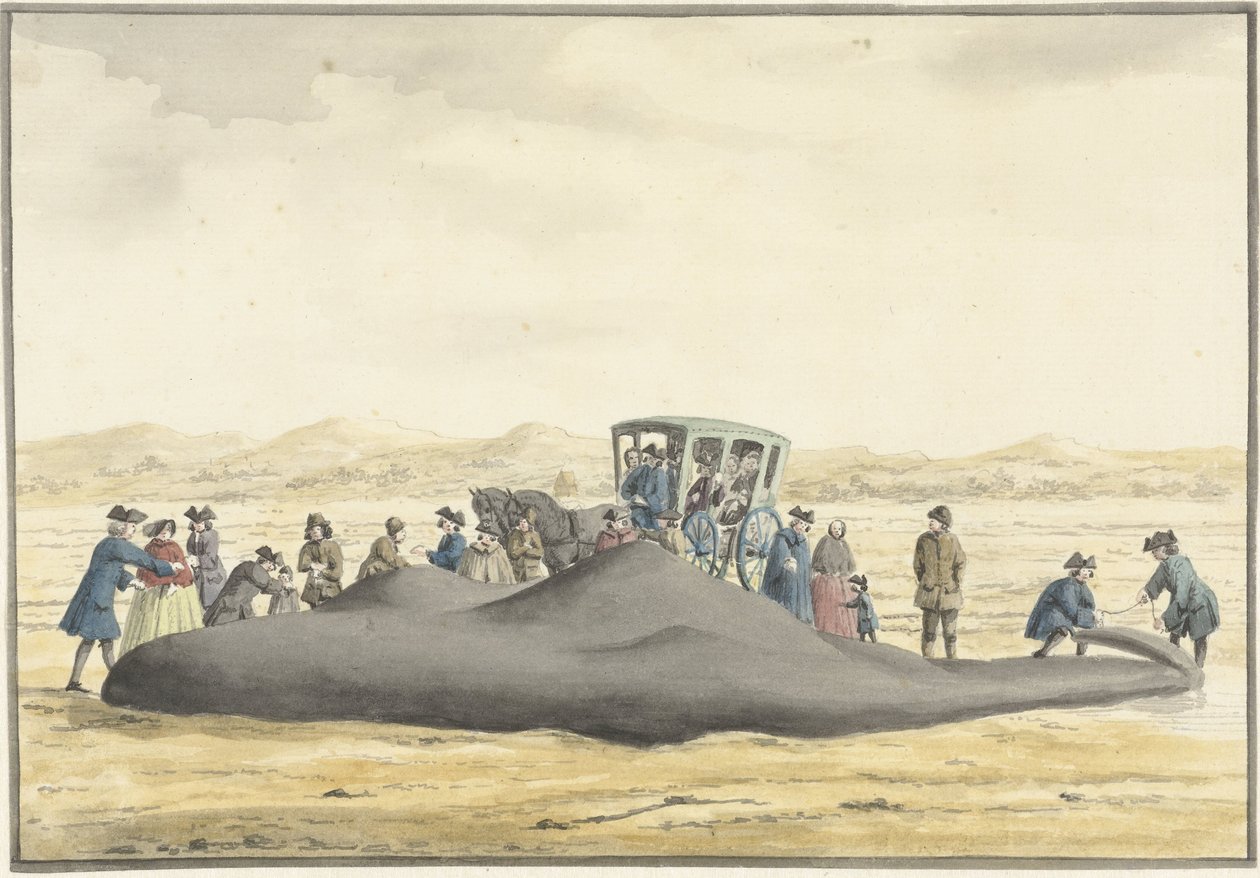 A Zandvoort és Wijk aan Zee közötti tengerparton elmosott sperma bálna, 1762. február 20., hátulról nézve alkotó: Vincent Jansz. van der Vinne