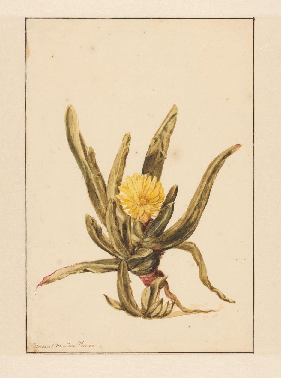 Jégfű sárga virágokkal (cím a tárgyon) alkotó: Vincent Jansz. van der Vinne