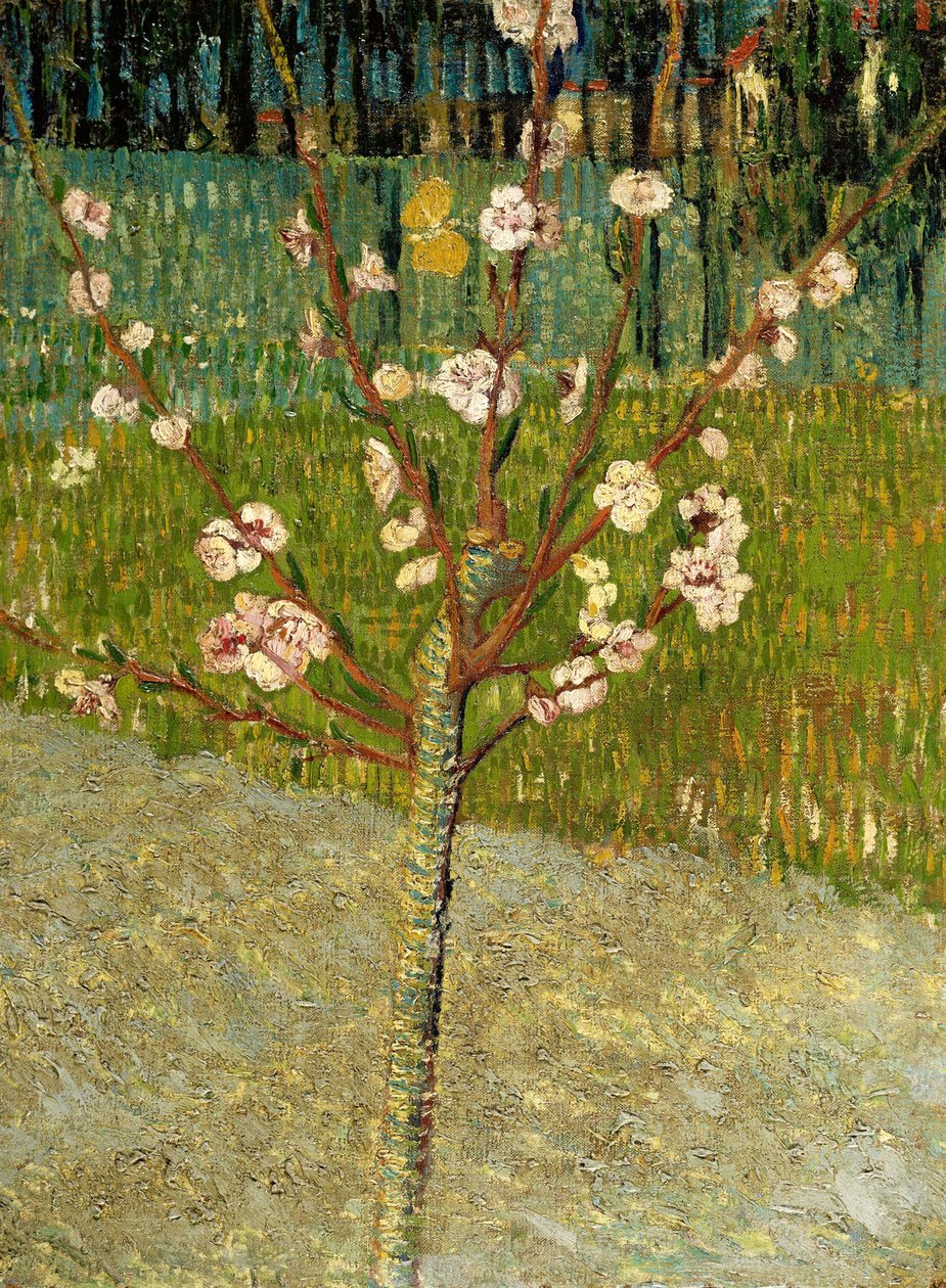 Virágzó mandulafa, 1888 alkotó: Vincent van Gogh