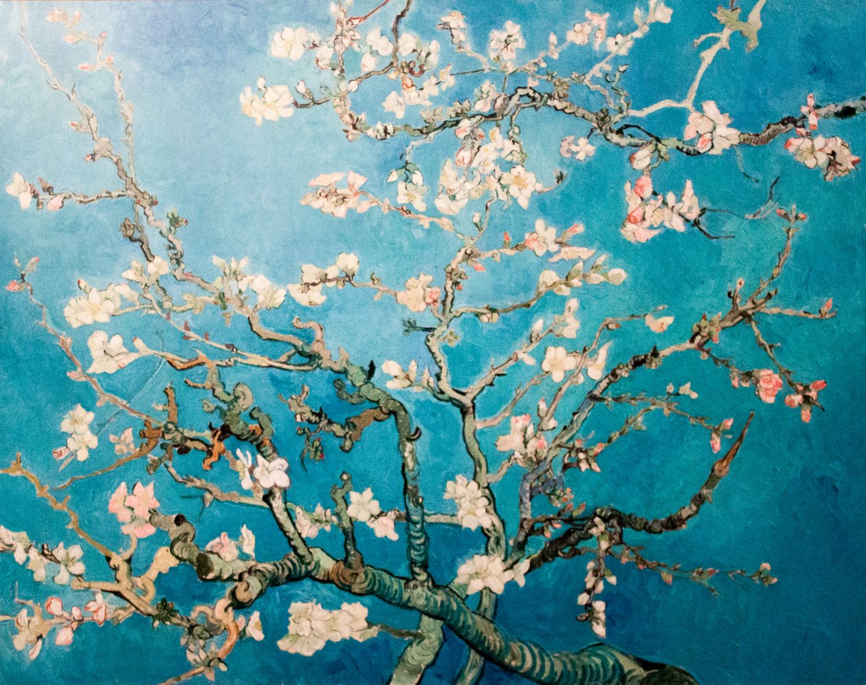 Holland: Amandelbloesem Virágzó mandula ágú fa alkotó: Vincent van Gogh
