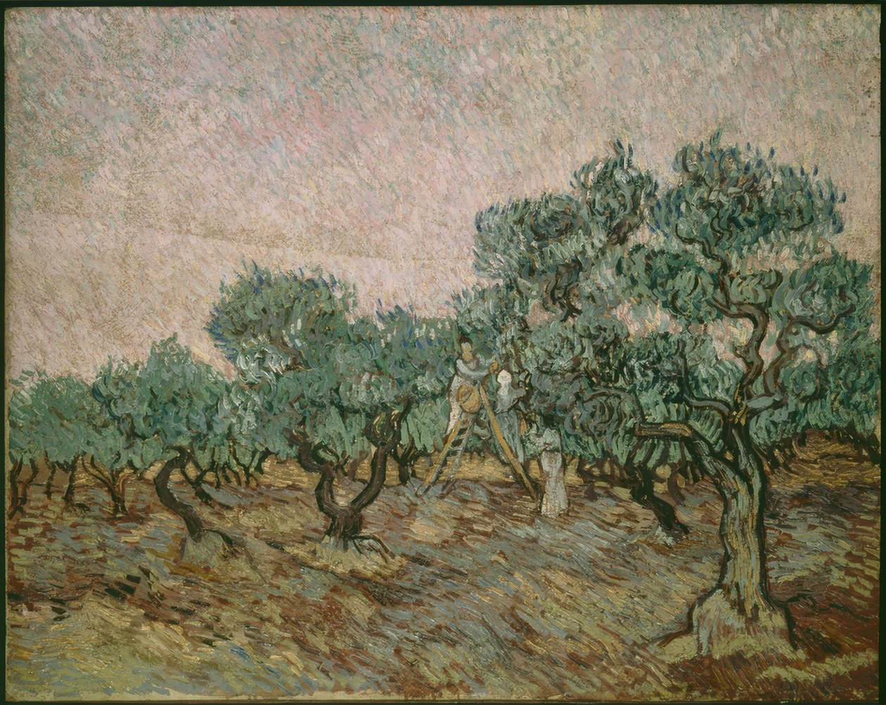 Olívabogyó szedő alkotó: Vincent van Gogh