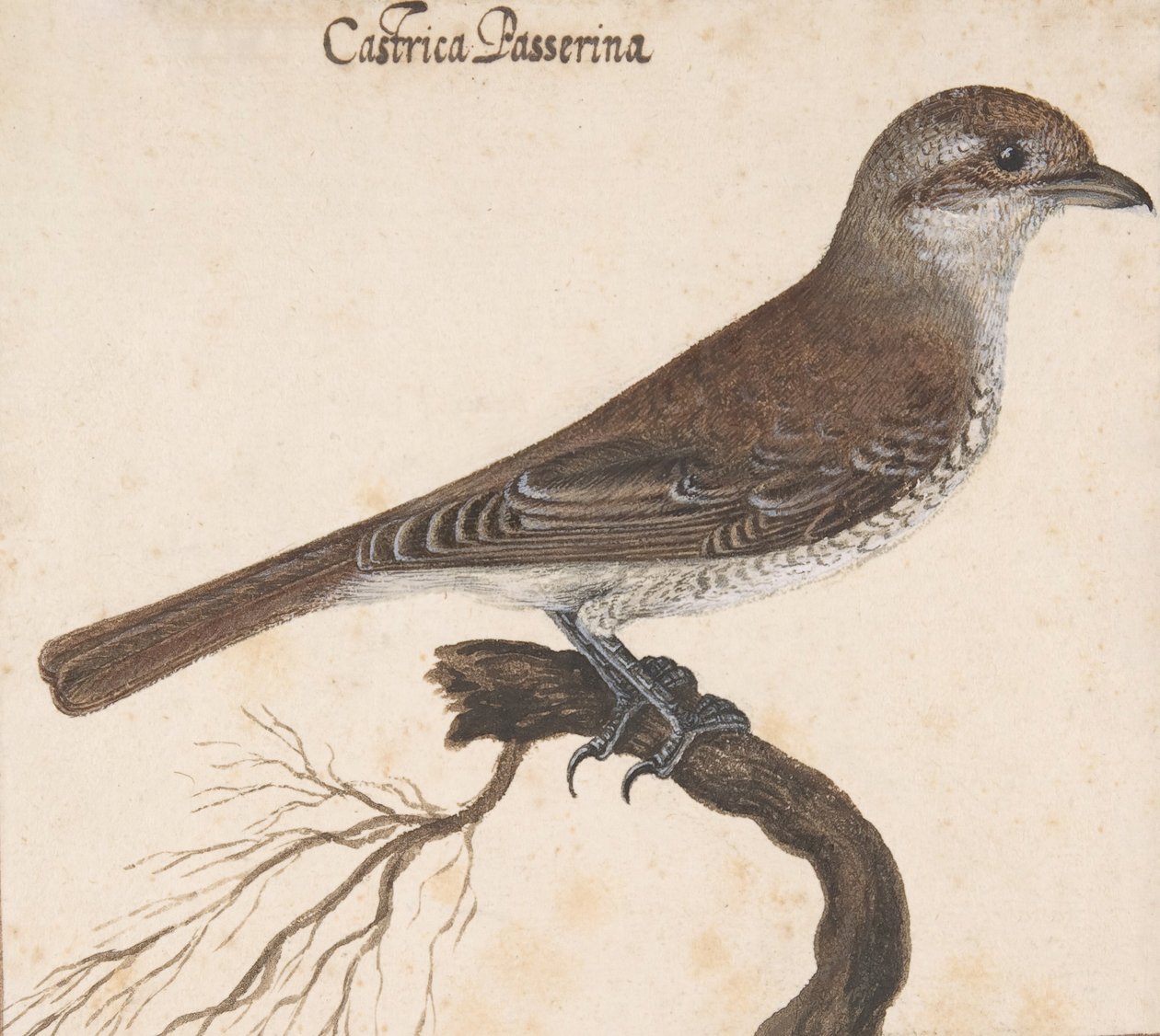 Castrica Passerina,. alkotó: Vincenzo Leonardi