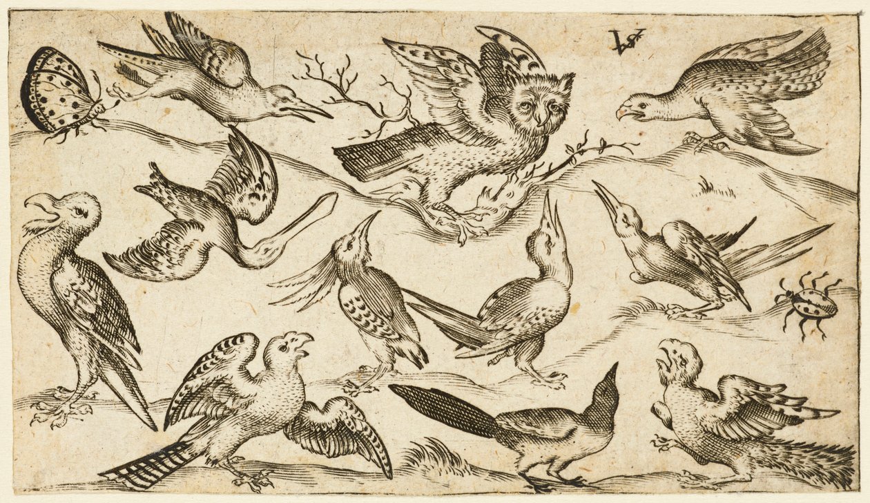 Tizenegy madár és két rovar minimális talajon, kitárt szárnyú bagollyal..., 1572. alkotó: Virgil Solis