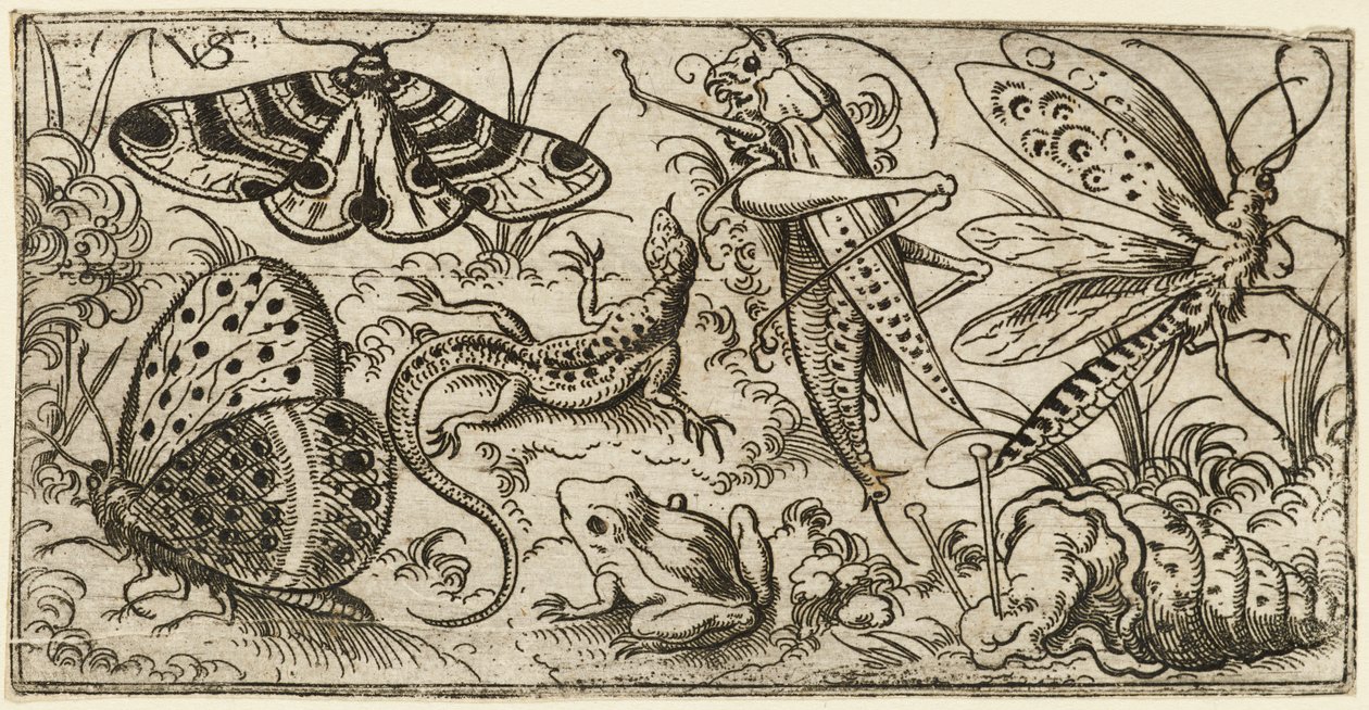 Rovarok és állatok csoportja sík, füves talajon..., 1530 - 1562. alkotó: Virgil Solis