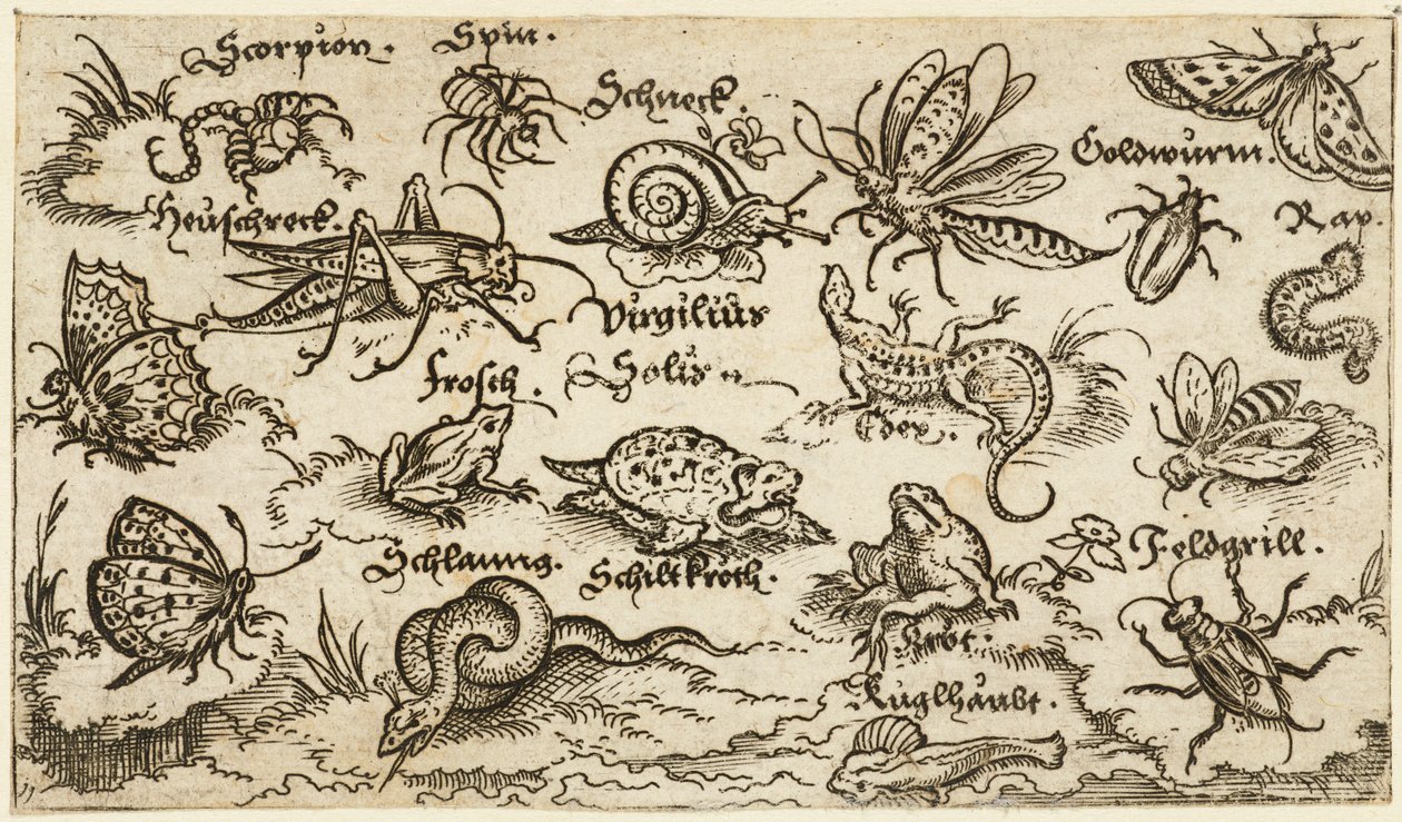 Rovarok, hüllők, csigák és halak minimális talajon, víz az előtérben..., 1572. alkotó: Virgil Solis
