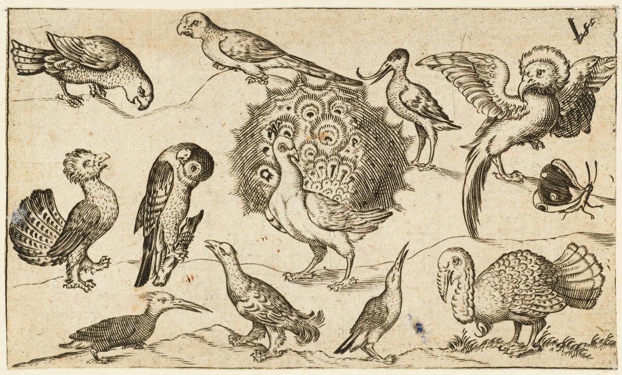 Páva a közepén, körülötte kilenc másik madár, köztük egy pulyka és egy pillangó..., 1572. alkotó: Virgil Solis