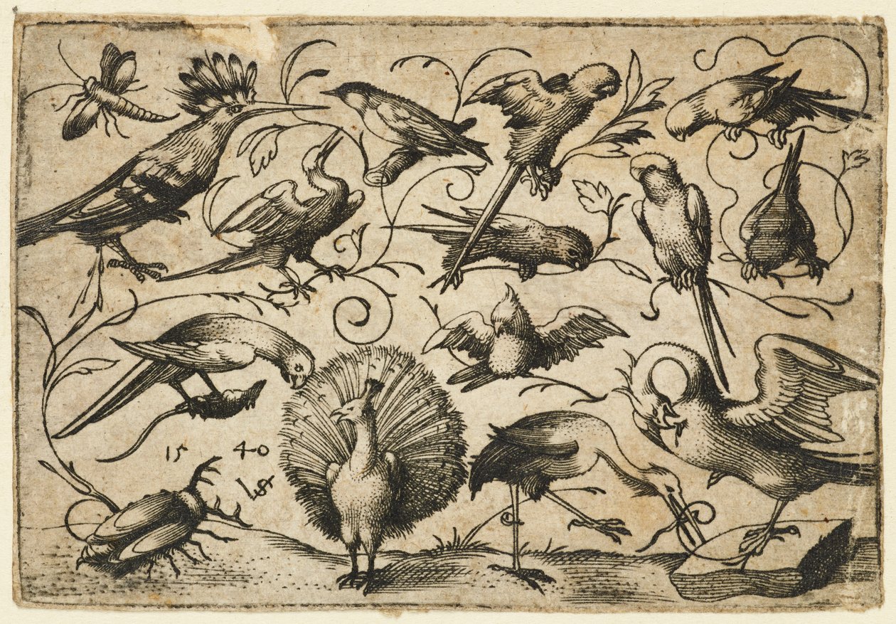 Tíz madár kis lombindákon, gólyával, aki indát köt a pelikán lábára..., 1540. alkotó: Virgil Solis