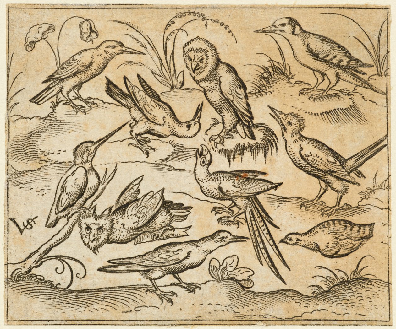 Tíz madár ül ágakon és fűfoltokon, köztük két bagoly és egy madár..., 1557. alkotó: Virgil Solis