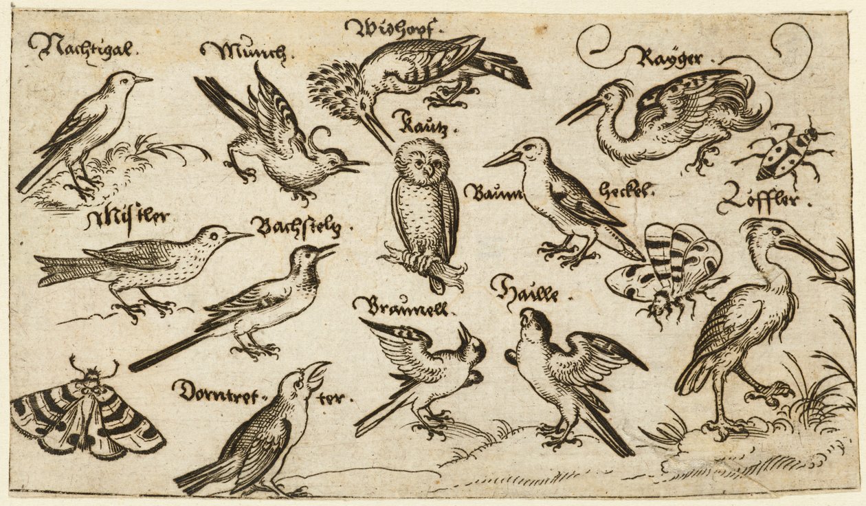 Tizenkét fajta madár, köztük egy bagoly és egy pelikán, egyedileg címkézve és elhelyezve..., 1572. alkotó: Virgil Solis