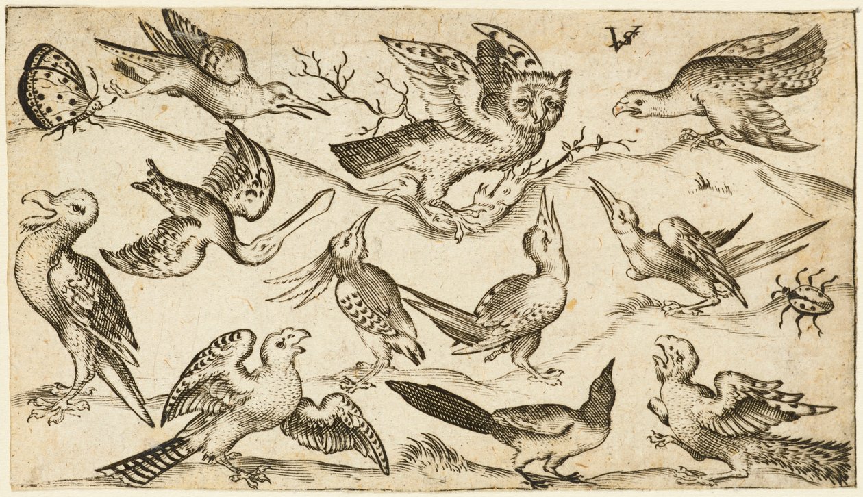 Tizenegy madár és két rovar minimális talajon, középen egy ágon ülve, kinyújtott szárnyú bagollyal, körülötte más madarak és baglyot ugratva, a Douce Ornament Prints I. albumából, 1572 után (metszet fektetett papírra) alkotó: Virgilius the elder (after) Solis