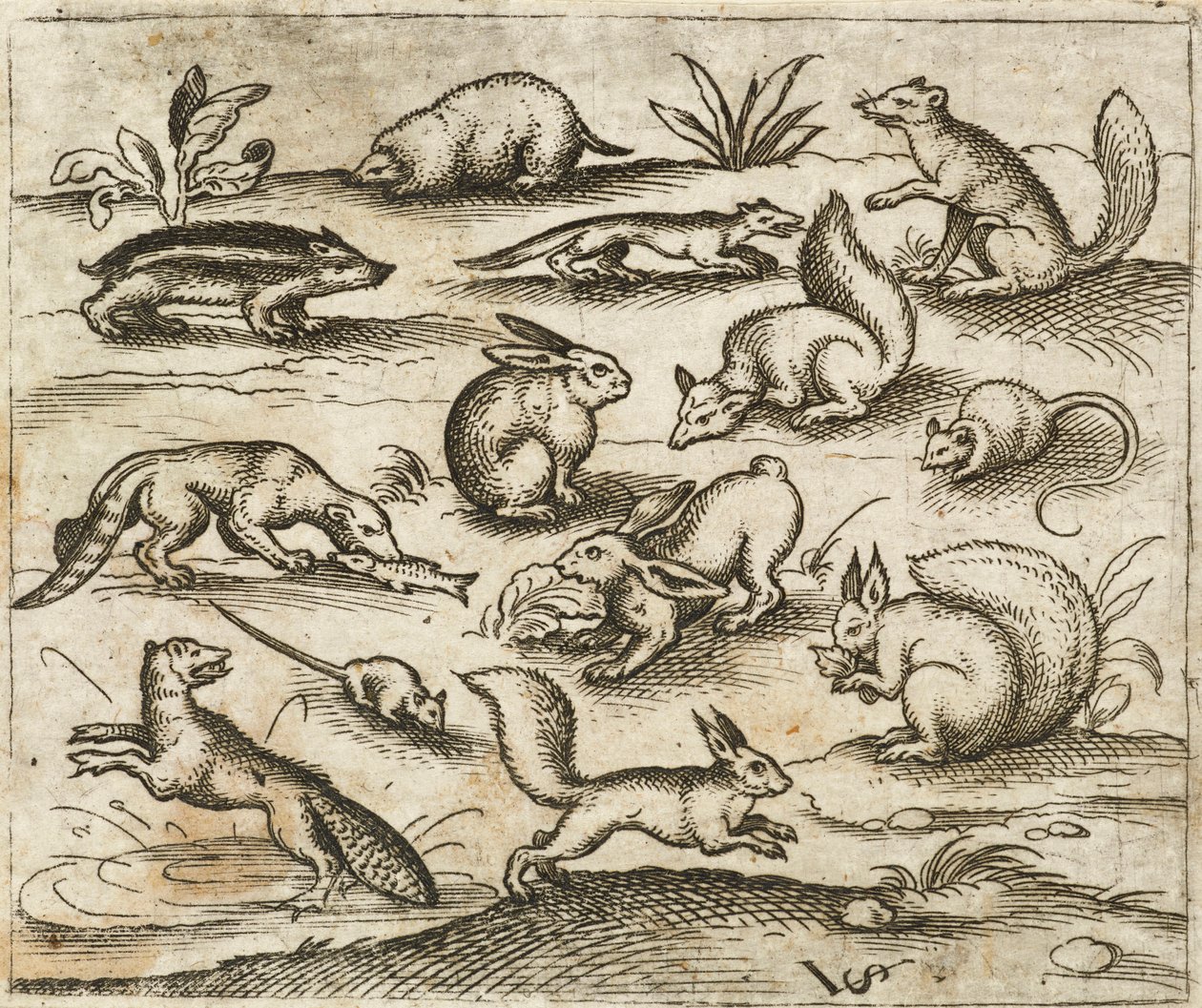 Kis erdei lények csoportja eszik és szaladgál egy tóban, köztük egerek, nyúl, mókus, mosómedve, erdei torok, görény, nyest és borz, a Douce Ornament Prints I. albumából alkotó: Virgilius the elder (after) Solis