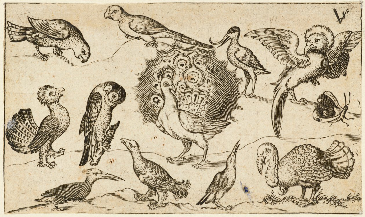 Páva a közepén, körülötte kilenc másik madár, köztük egy pulyka, és egy pillangó egy minimális talajon, egy kis fűfolttal, a Douce Ornament Prints I. albumából alkotó: Virgilius the elder (after) Solis