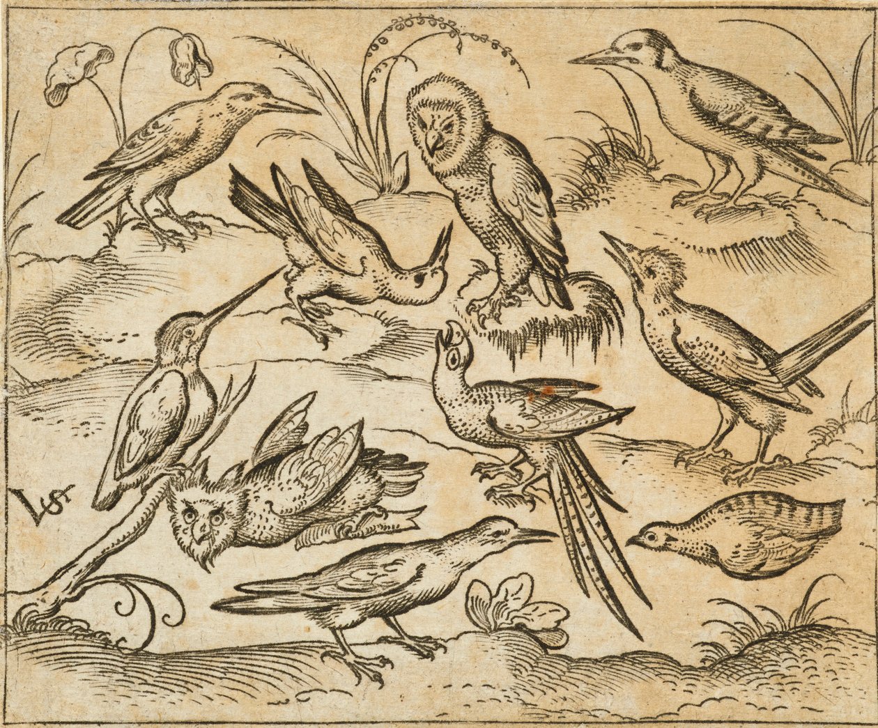 Tíz madár ül ágakon és fűfoltokon, köztük két bagoly és egy hosszú farktollas madár csiripelve, fejjel hátrafelé, a Douce Ornament Prints I. albumából alkotó: Virgilius the elder (after) Solis