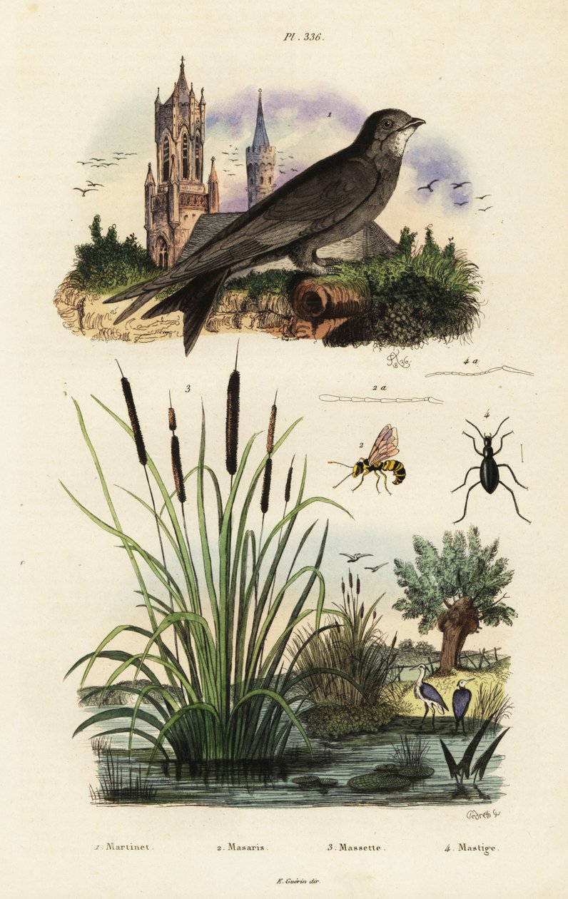 Alpesi swift, gyékény, bogár és darázs, 1834-1839 (metszet) alkotó: Vittore Pedretti