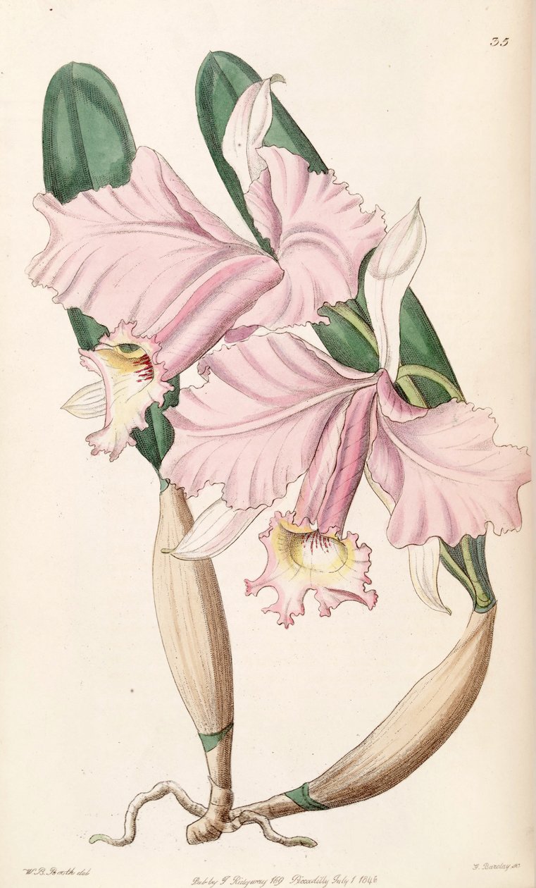 Cattleya labiata (szinonimaként Cattleya lemoniana) alkotó: W. B. Booth