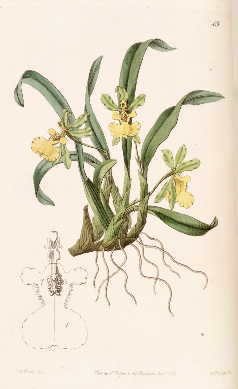 Oncidium uniflorum alkotó: W. B. Booth