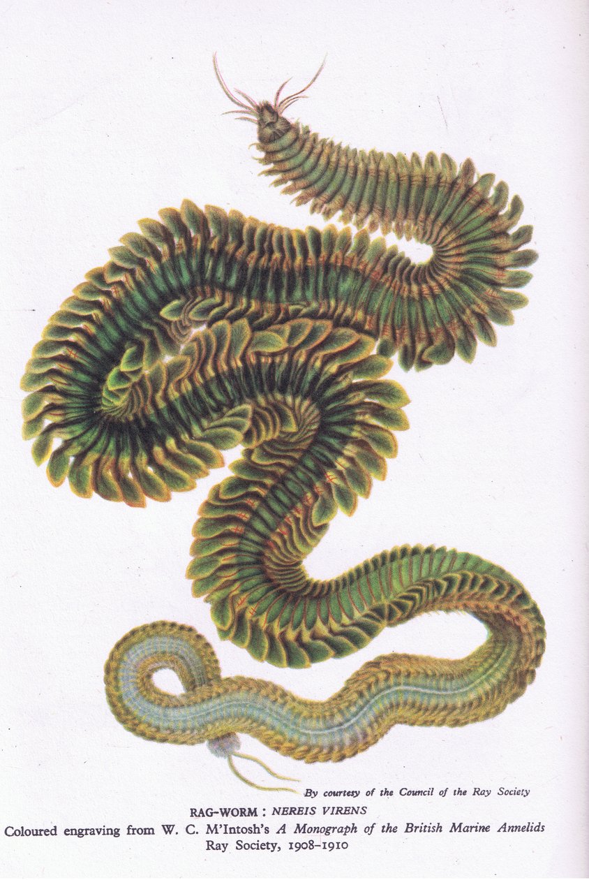 Ragworm, Nature in Britain, Collins, 1946 alkotó: W. C. McIntosh