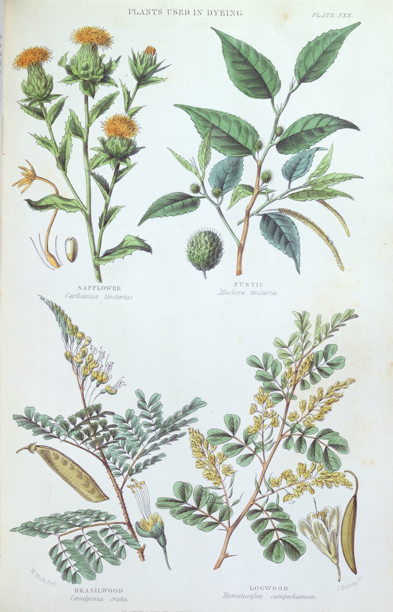 A festéshez használt növények, tábla egy botanikai tanulmányból, metszett J. Bishop, 1872 alkotó: W. Fitch