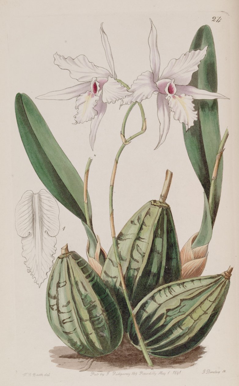 Laelia rubescens (szinonimaként Laelia acuminata) alkotó: W. J. Booth