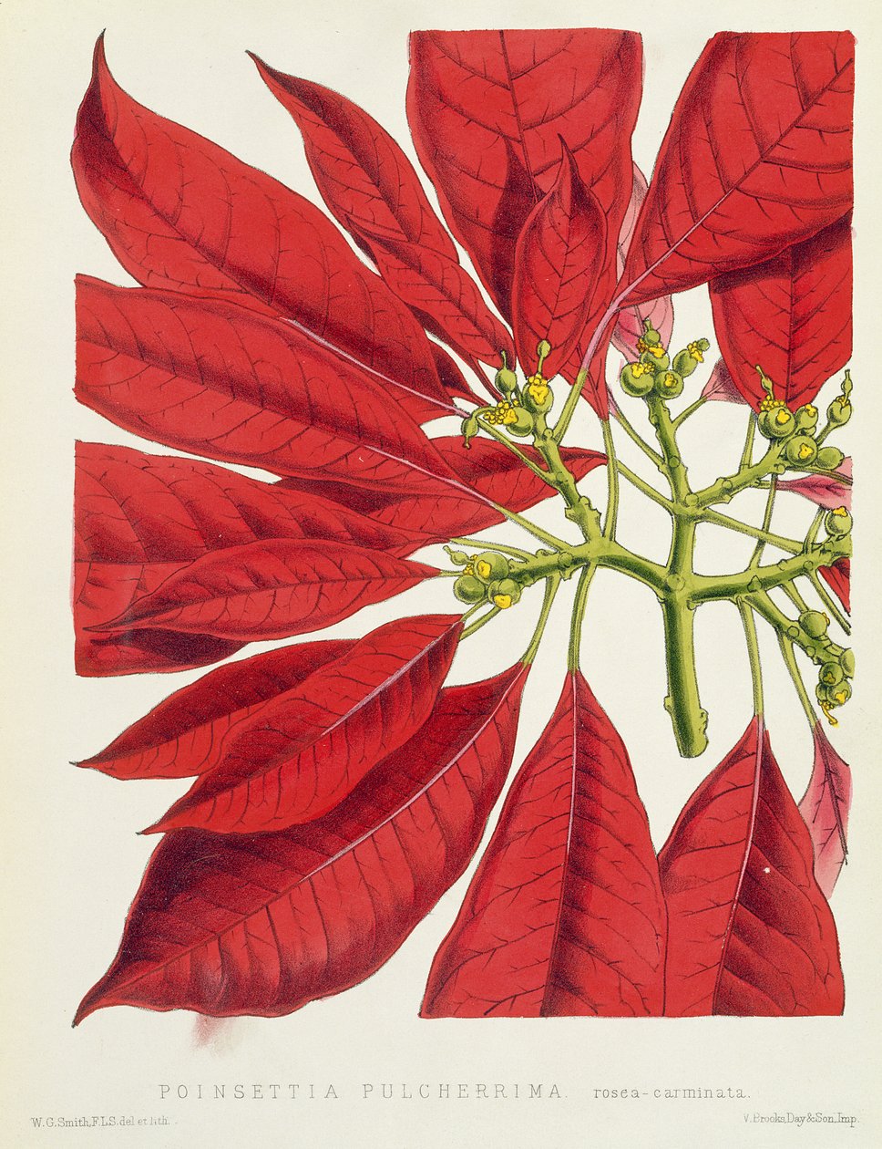 Poinsettia Pulcherrima alkotó: W.G. Smith